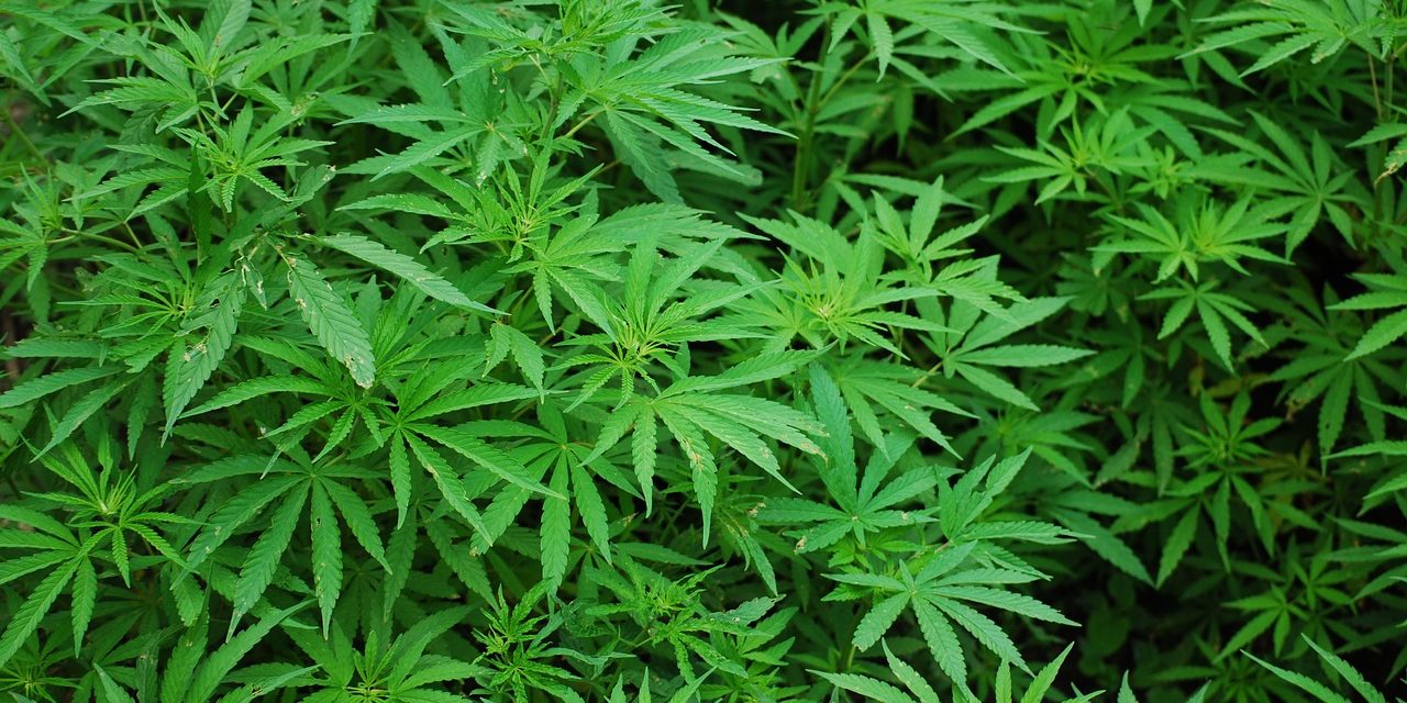 Democratic lawmakers introduce medical marijuana plan